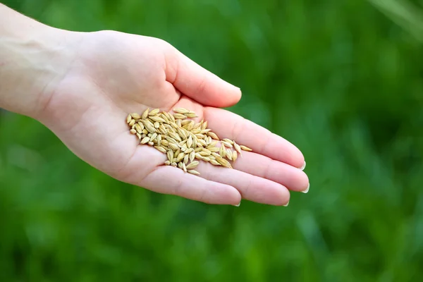 Grano de trigo en mano femenina — Foto de Stock