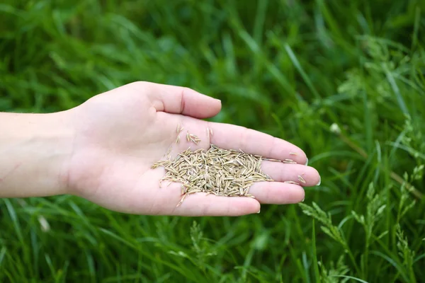 Wheat grain in female hand — Stock Photo, Image