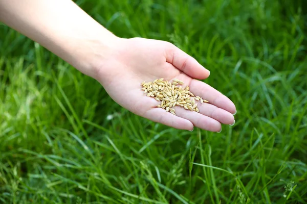 Kadın elinde buğday tahıl — Stok fotoğraf