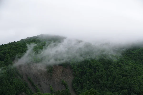 Bosque de árvores verdes na montanha sobre fundo de nevoeiro — Fotografia de Stock