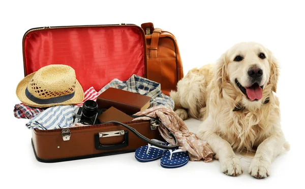 Söta labrador med resväska isolerad på vit — Stockfoto