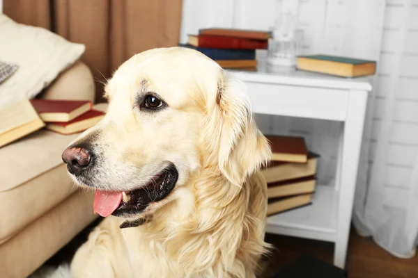 Portret van cute labrador met stapel boeken op kamer — Stockfoto