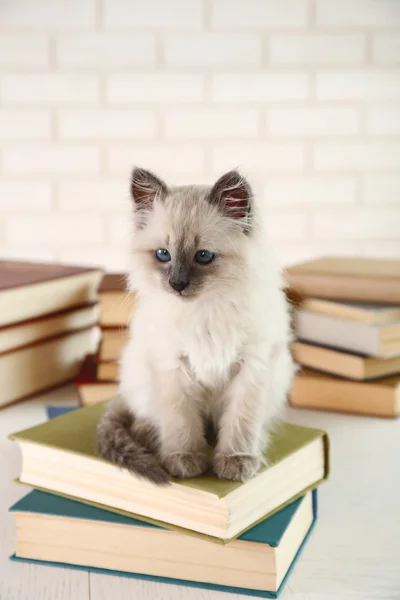 Søt liten katt med bøker om lys bakgrunn – stockfoto