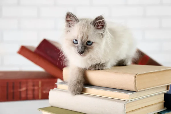 Söt liten katt med böcker på ljus bakgrund — Stockfoto