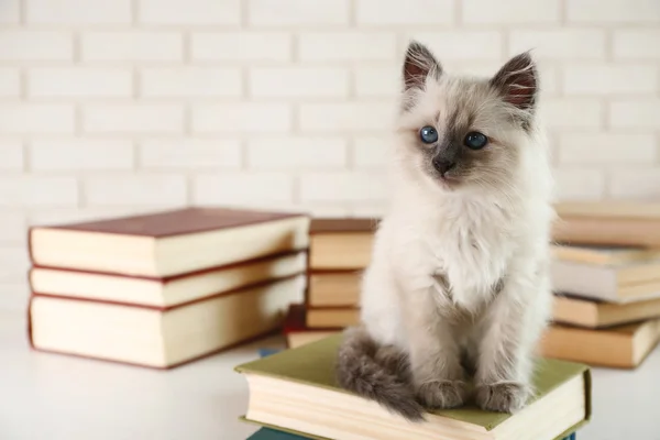 Cute little cat with books on light background — Stock Photo, Image