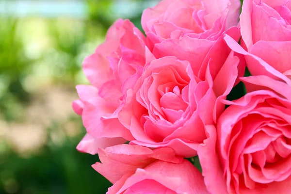 Mooi boeket van roze rozen, close-up — Stockfoto