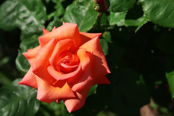 Beautiful orange rose over green  leaves background — Stock Photo, Image