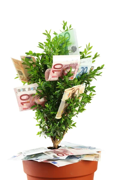 Декоративное дерево в горшке с деньгами, изолированными на белом Стоковое Фото
