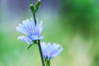 Çiçekli hindiba (Cichorium intybus)