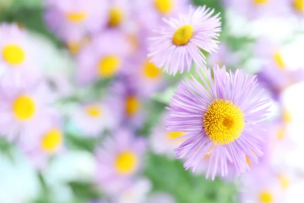美丽的野生紫苑关闭 — 图库照片