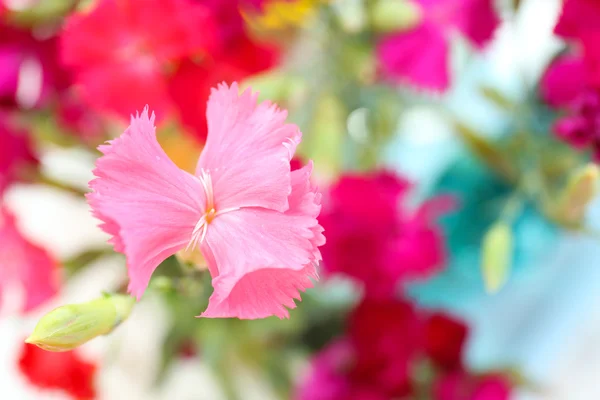 Beautiful small carnation close up — Stock Photo, Image