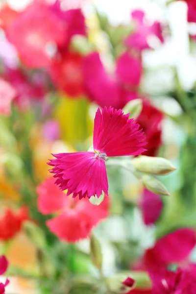 Beautiful small carnation close up — Stock Photo, Image