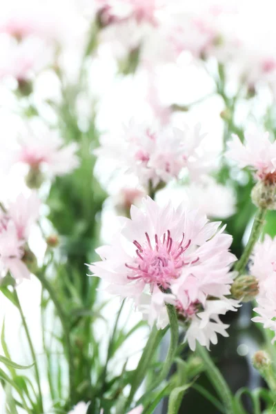 Schöne kleine Kornblumen aus nächster Nähe — Stockfoto