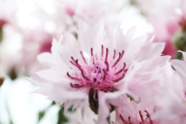 Beautiful small cornflowers close up — Stock Photo, Image