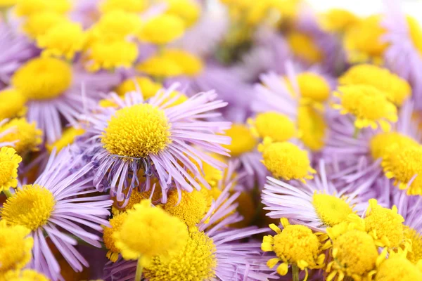 Vackra små vilda blommor på nära håll — Stockfoto