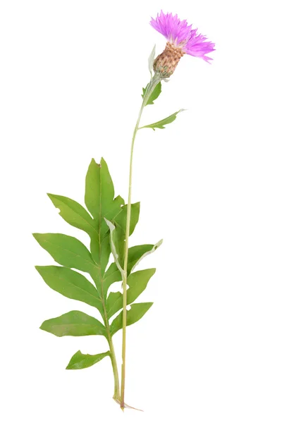 Wildblume isoliert auf weiß — Stockfoto
