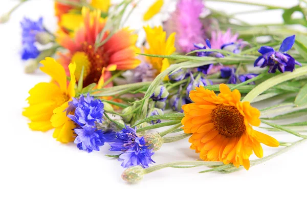 Closeup bright wildflowers on white background — Stock Photo, Image