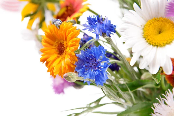 Fechar flores silvestres brilhantes no fundo branco — Fotografia de Stock