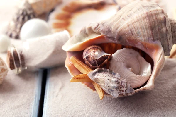 Bella composizione di mare con conchiglie da vicino — Foto Stock