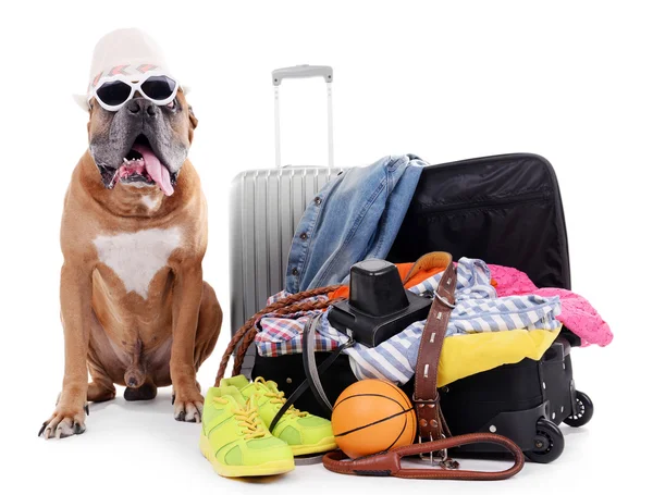 Krásný pes Boxer s kufry izolovaných na bílém — Stock fotografie