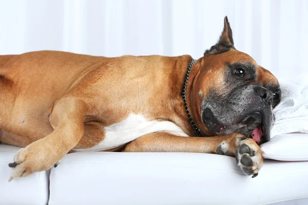 Pies na stół do masażu — Zdjęcie stockowe
