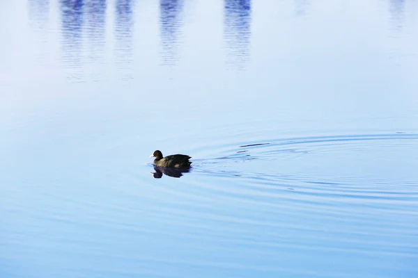 Anatra selvatica che nuota nel fiume — Foto Stock