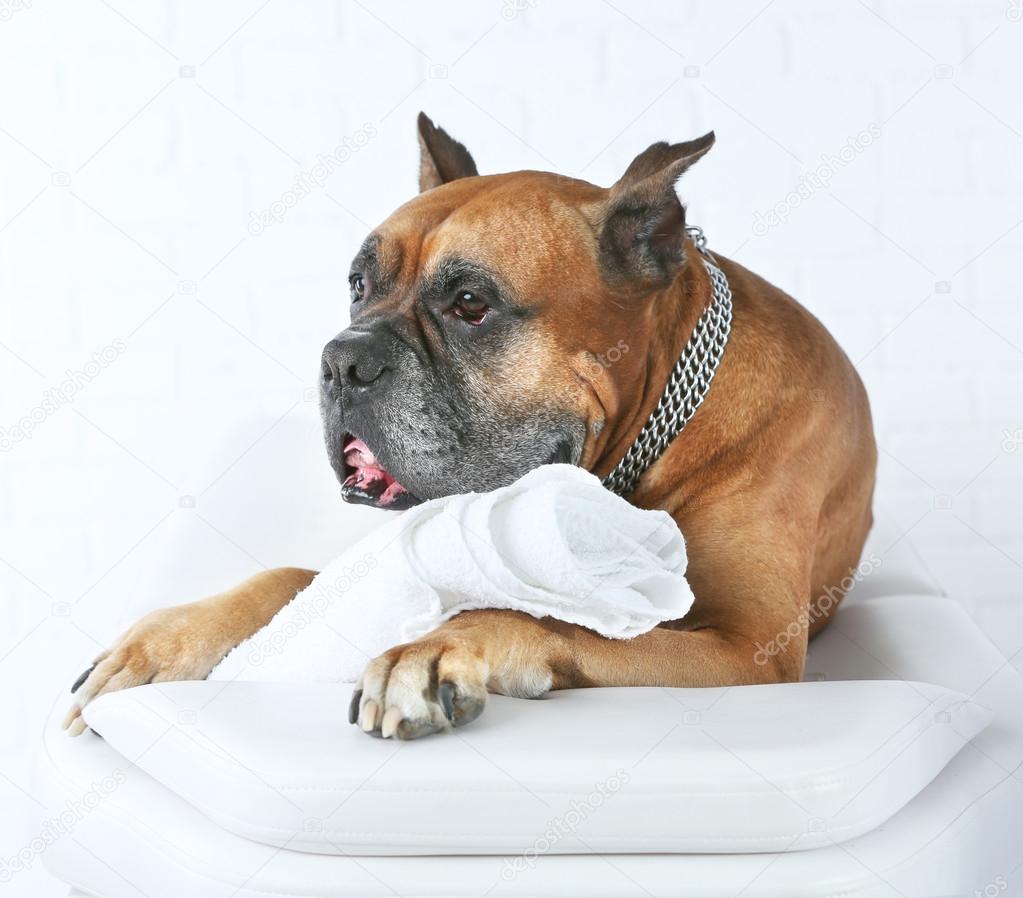 Dog relaxing on massage table — Stock Photo © belchonock #78083220