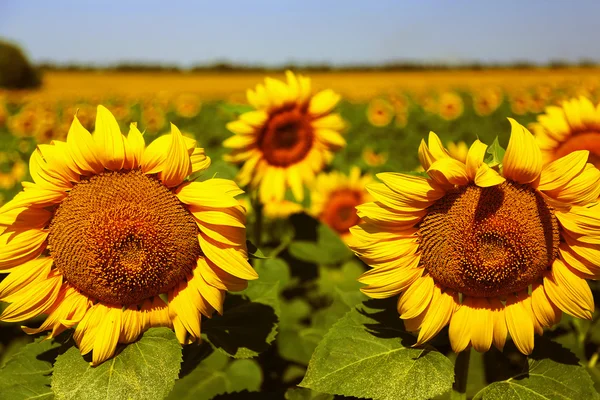 Veld van gele zonnebloemen — Stockfoto