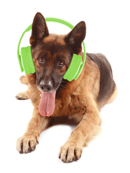 Cute dog with headphones — Stock Photo, Image