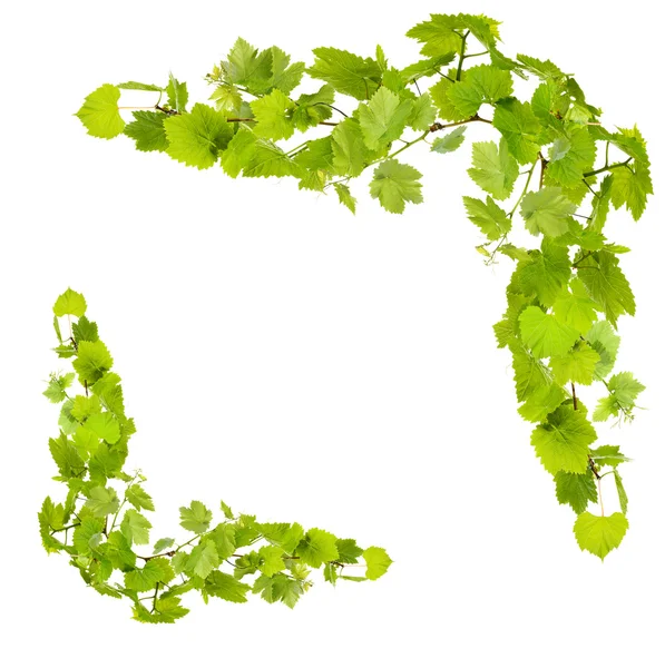 Frame of grape branches with green leaves — Stock Photo, Image