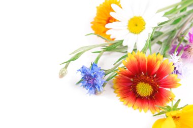 kır çiçekleri beyaz izole