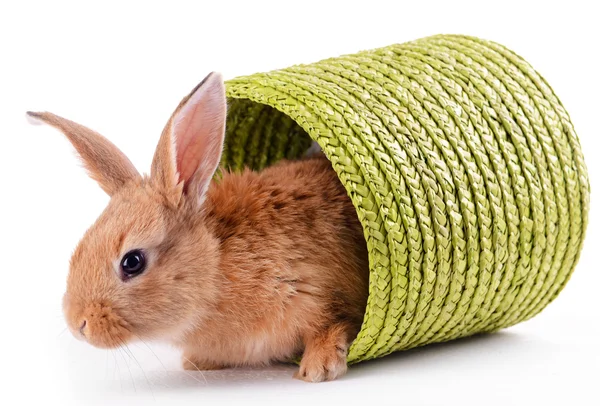 Kleines Kaninchen im Weidenkorb isoliert auf weiß — Stockfoto