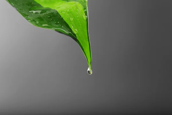 Folha verde com gotículas — Fotografia de Stock