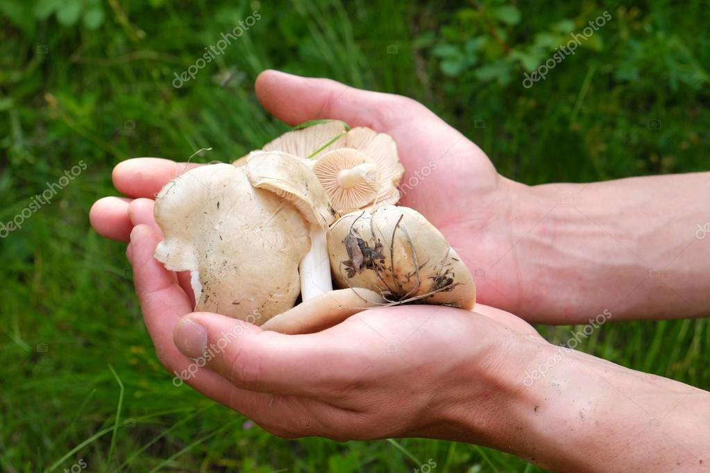 belchonock