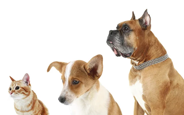 Lindas mascotas en fila aisladas en blanco — Foto de Stock