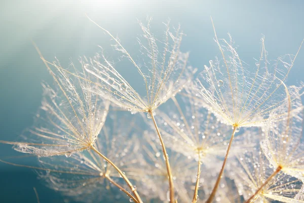 Beautiful dandelion with seeds, macro view — Stock Photo, Image