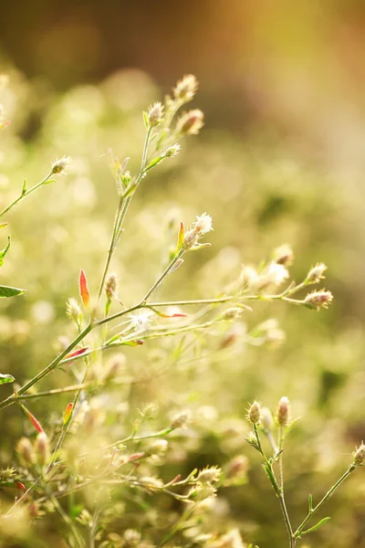 Hermosas flores silvestres en el campo — Foto de Stock