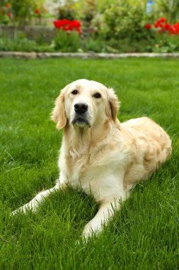 Yeşil çimenlerin üzerinde açık havada oturma sevimli labrador