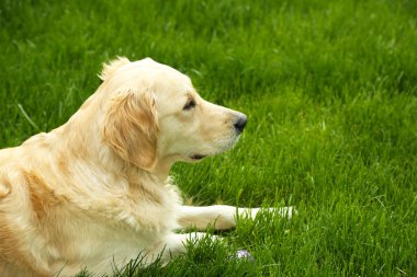 çok güzel labrador yeşil çimenlerin üzerinde açık havada yalan