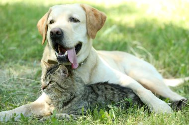 Dostu köpek ve kedi yeşil çim arka plan üzerinde dinlenme