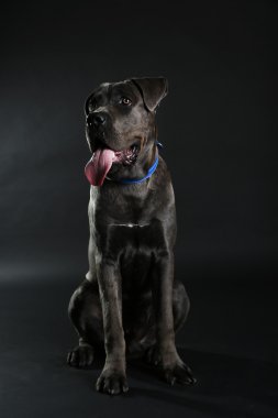 Cane corso Italiano köpek