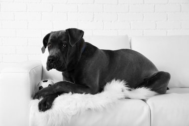 Cane corso Italiano köpek