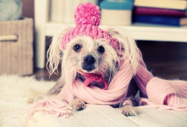 tüysüz Çin Tepeli Köpek