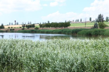 Bulrush ile güzel göl