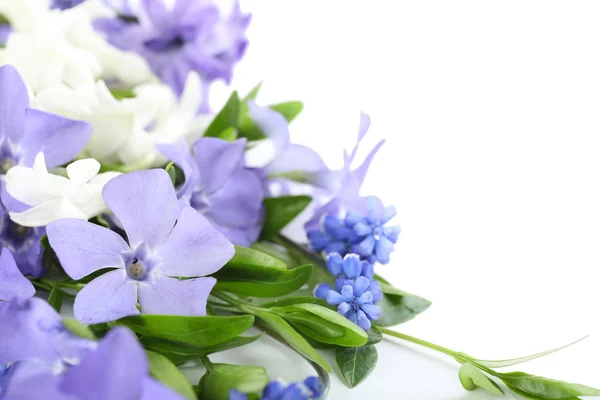 Purple periwinkle isolated on white — Stock Photo, Image