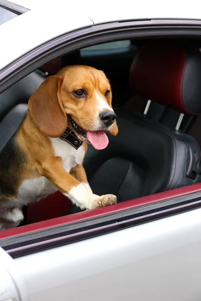 Divertente cane carino in auto — Foto Stock