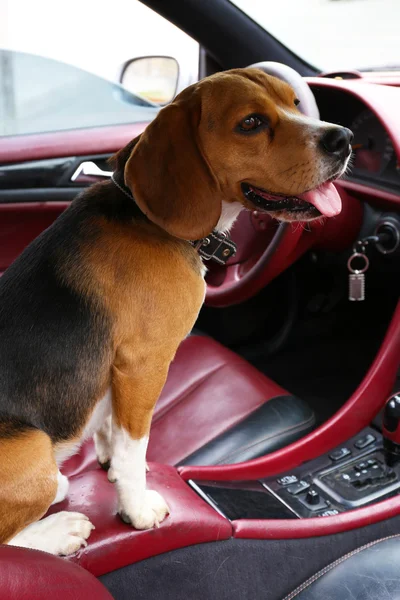 Divertido lindo perro en coche —  Fotos de Stock