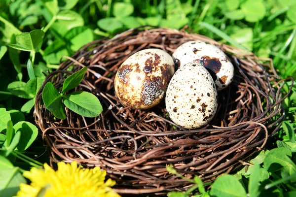 Nido con huevos de ave sobre fondo de arbusto verde — Foto de Stock