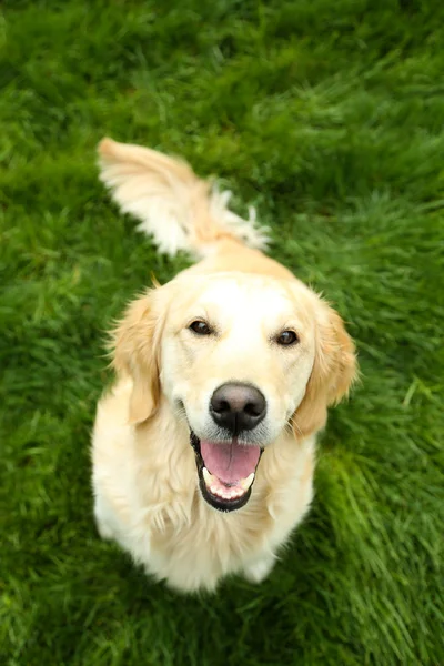 Rozkošný labrador na zelené trávě, venku — Stock fotografie