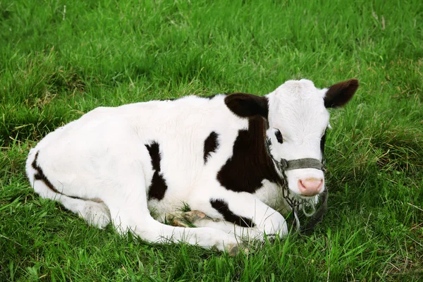 犊牛躺在草地上 — 图库照片